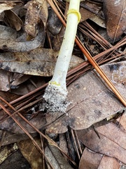 Amanita flavoconia image