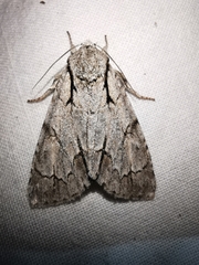 Acronicta tridens