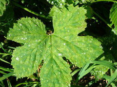Podosphaera macularis