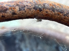Neriene peltata