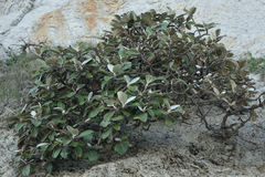 Pachystegia insignis