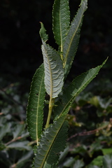 Salix appendiculata