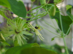 Protandrena passiflorae