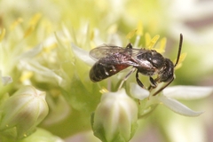 Lasioglossum interruptum