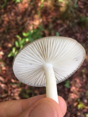 Media resource of Megacollybia texensis