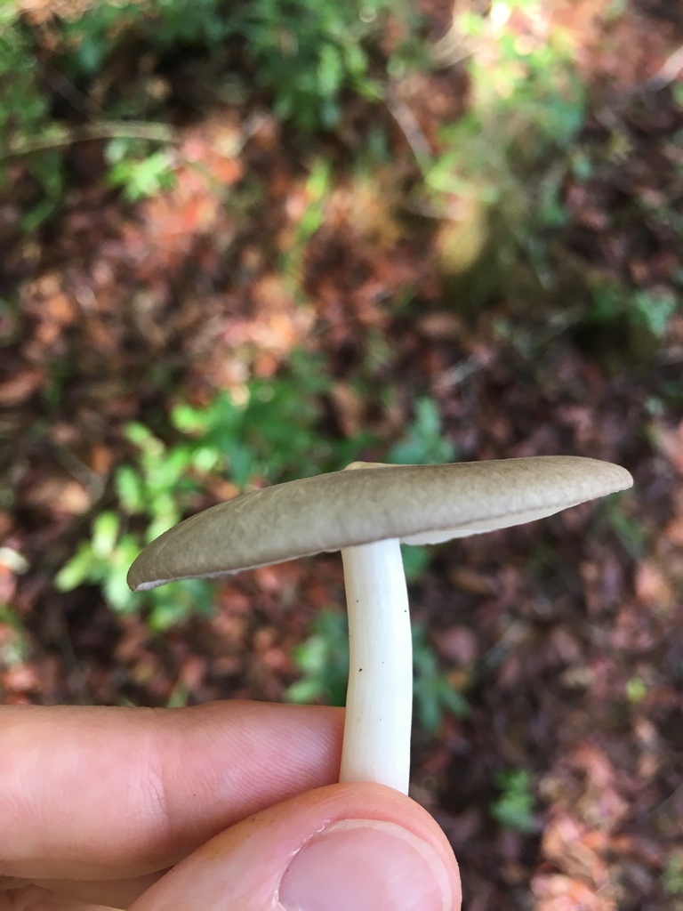 Texas Platterful Mushroom