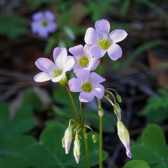 Oxalis metcalfei