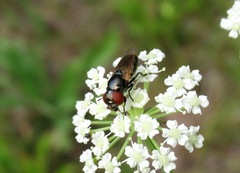 Chrysogaster coemiteriorum