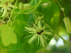 Protandrena passiflorae