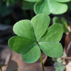Oxalis metcalfei