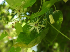 Protandrena passiflorae