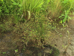 Juncus prismatocarpus leschenaultii