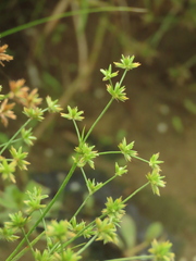 Juncus prismatocarpus leschenaultii