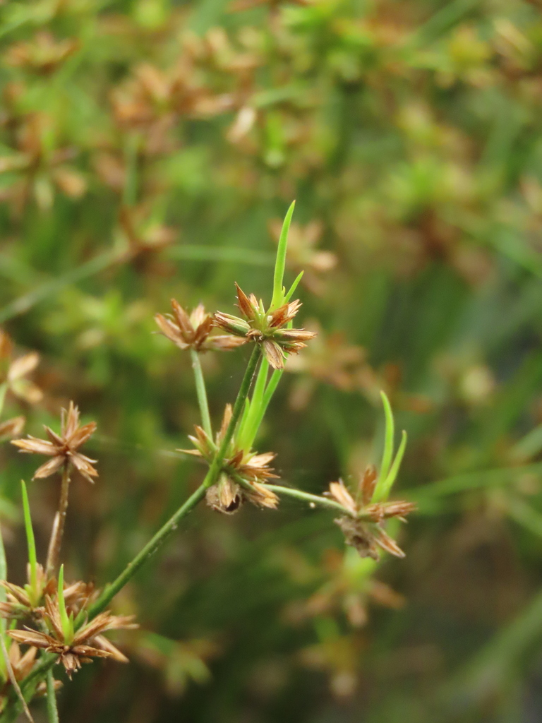 Juncus prismatocarpus