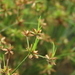 Juncus prismatocarpus - Photo (c) chiuluan,  זכויות יוצרים חלקיות (CC BY), הועלה על ידי chiuluan