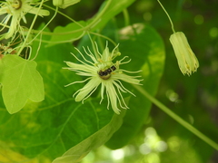 Protandrena passiflorae