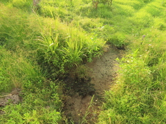 Juncus prismatocarpus leschenaultii