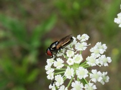 Chrysogaster coemiteriorum