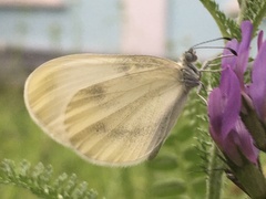 Leptidea