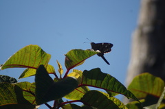 Urbanus proteus