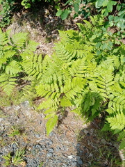 Pteridium aquilinum image