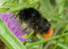 Bombus