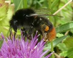 Bombus