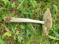 Amanita brunneofuliginea