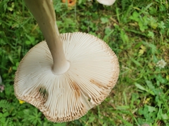 Amanita brunneofuliginea