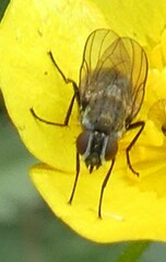 Diptera