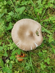Amanita brunneofuliginea