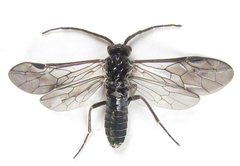 Empria longicornis