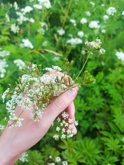 Chaerophyllum aromaticum