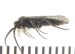 Empria longicornis