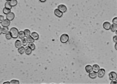 Pluteus tomentosulus
