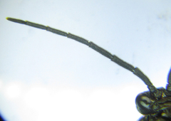 Empria longicornis