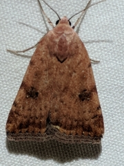 Micrathetis triplex