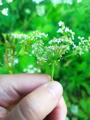 Chaerophyllum aromaticum