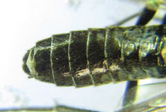 Empria longicornis
