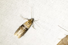 Sciota fumella