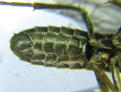 Empria longicornis