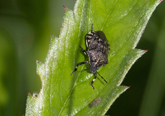 Rhacognathus punctatus