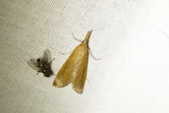 Schoenobius gigantella