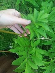 Chaerophyllum aromaticum