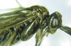 Empria longicornis