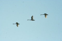 Cygnus olor