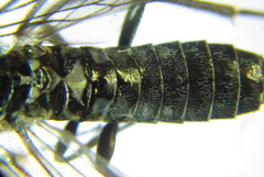 Empria longicornis