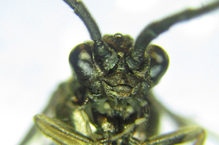 Empria longicornis