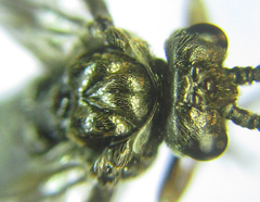 Empria longicornis