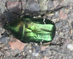 Cetonia aurata